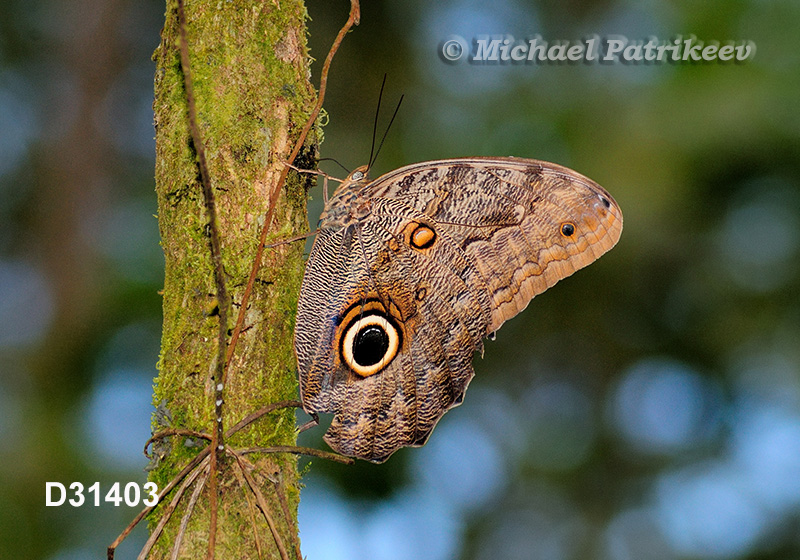 Dark Owl-Butterfly (Caligo brasiliensis minor)